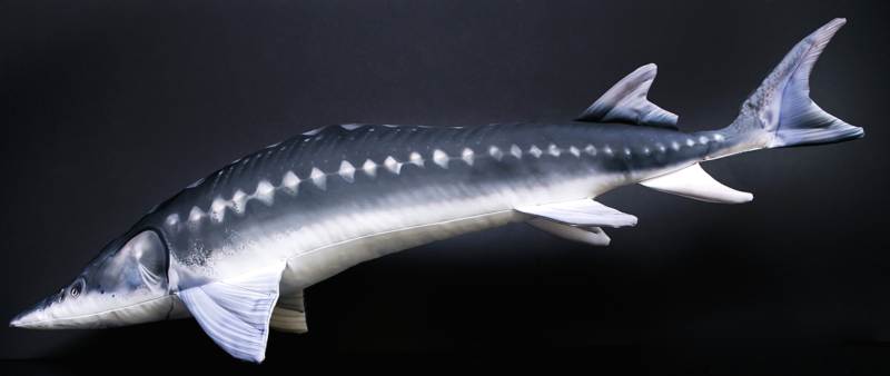 Vankúš Jeseter 125cm 