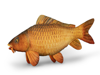 Plyšový kapor Delphin CARPY 60 cm